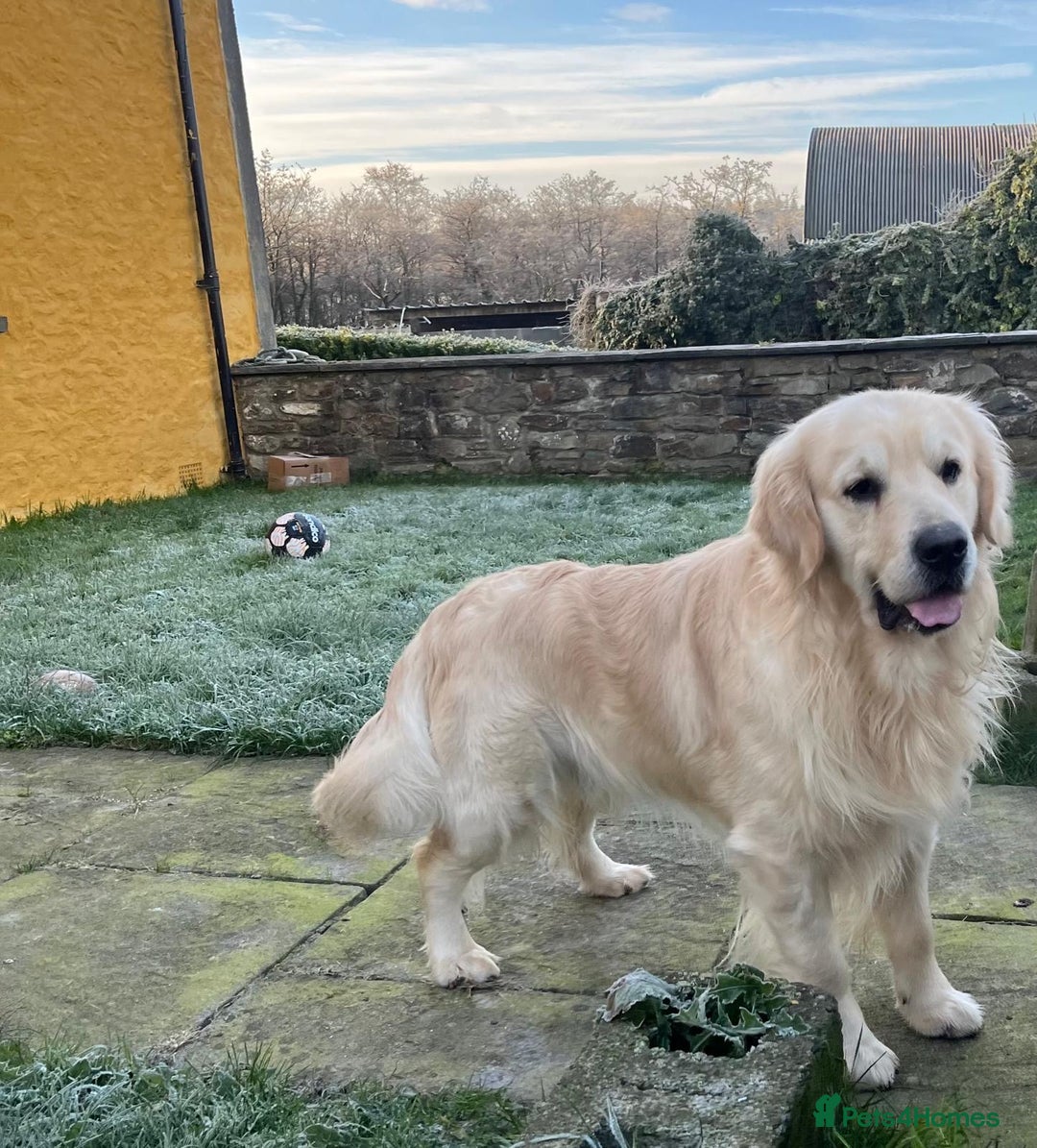 Golden Retriever dogs for sale: KC, Extensively Health tested Parents. Snow white - Image 18