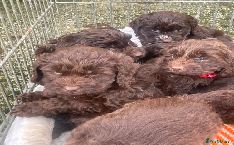 Cockapoo dogs F1 Cockapoo puppies!!  - Advert 7