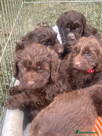 Cockapoo dogs F1 Cockapoo puppies!! - Advert 6