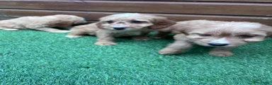Cockapoo 7
