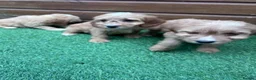 Cockapoo dogs for sale: Stunning Cockerpoo puppies - Advert 9