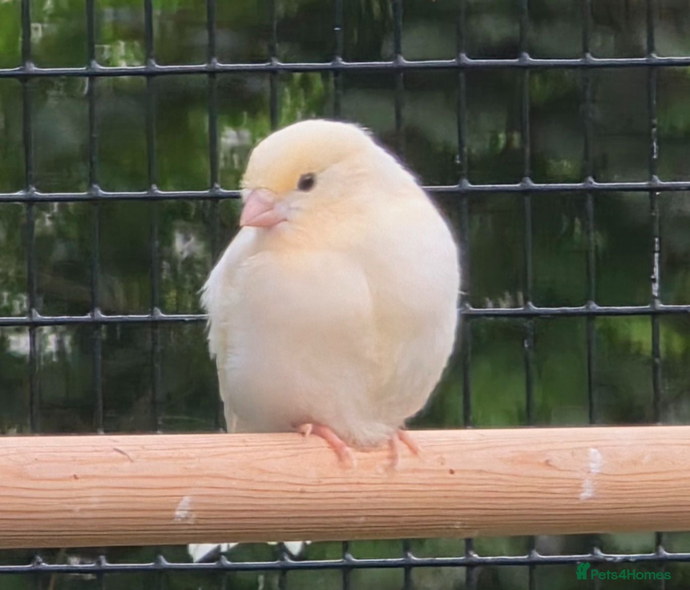 Canaries birds 4 Young Red Mosaic Donorphic Canaries for sale  - Advert 1