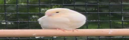 Canaries birds for sale: 4 Young Red Mosaic Donorphic Canaries for sale  - Advert 4