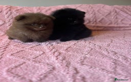 Pomeranian dogs for sale: Beautiful Pomeranians Ready for new forever homes  - Image 3