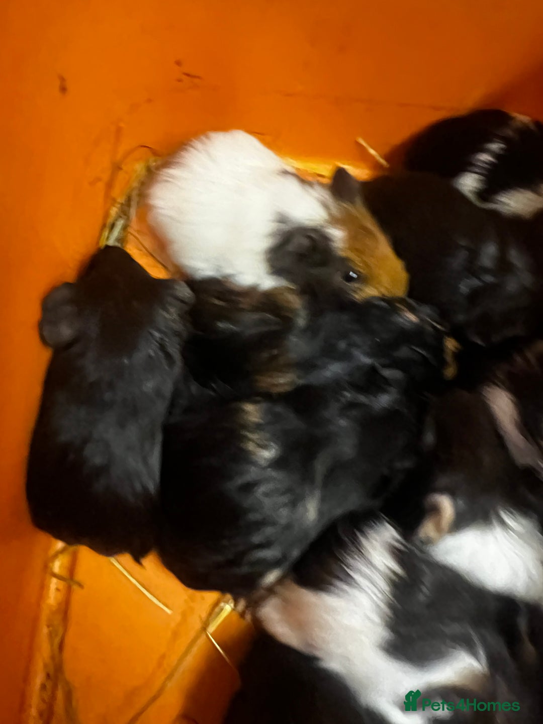 Guinea Pig rodents for sale: Beautiful male baby  guinea pigs - Image 3