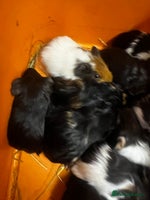 Guinea Pig rodents - Advert 3