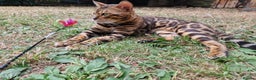 Bengal cats for stud: Bengal cat for stud, Fabio. in Peterborough - Advert 3