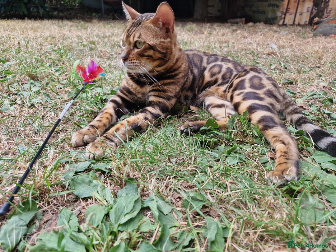 Bengal cats for stud: Bengal cat for stud, Fabio. in Peterborough - Image 3