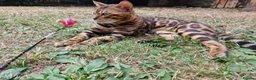 Bengal cats for stud: Bengal cat for stud, Fabio. in Peterborough - Advert 3