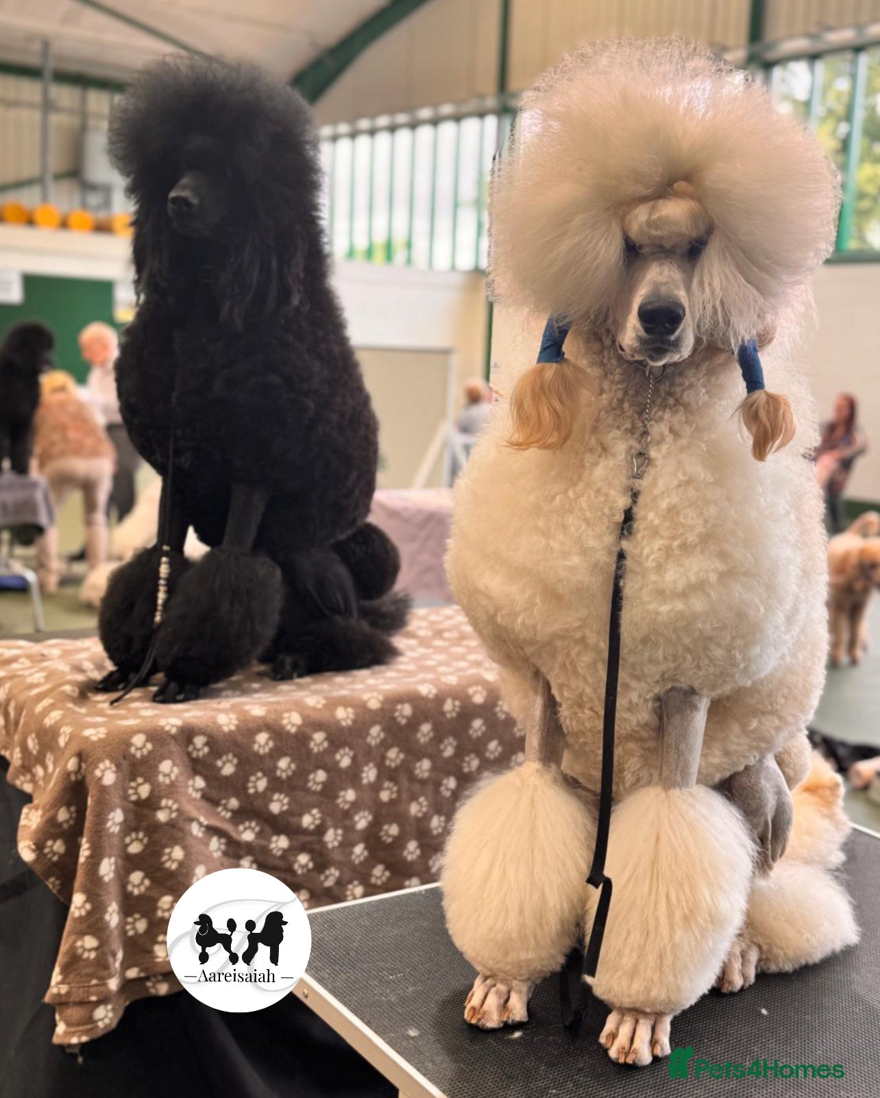 Standard Poodle dogs Proven Black and Cream Standard Poodles for stud - Advert 2