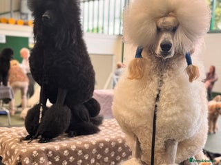 Standard Poodle dogs - Advert 6