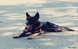 German Shepherd dogs for sale: Beautiful Sable German Shepherd  - Image 3