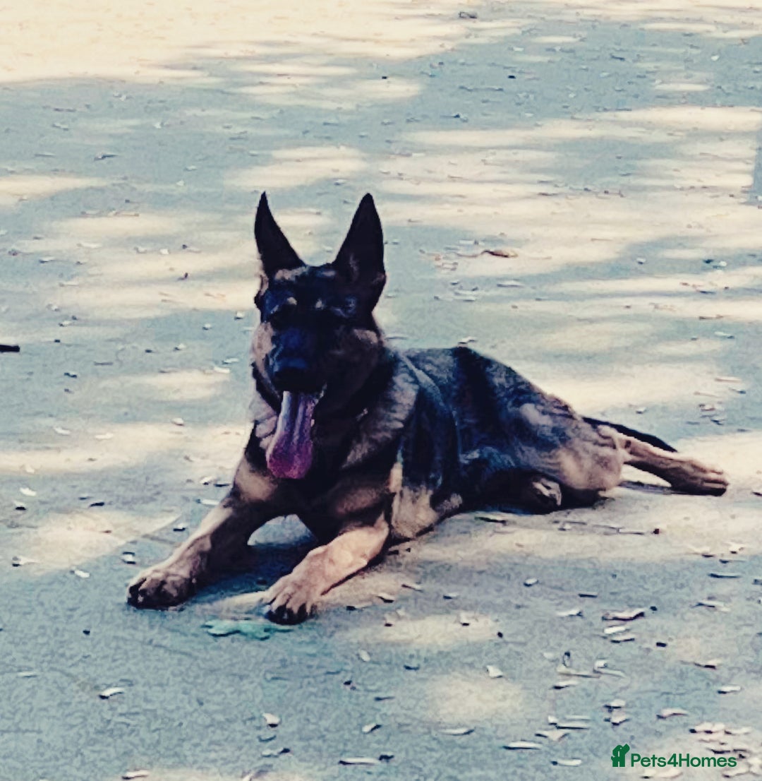 German Shepherd dogs for sale: Beautiful Sable German Shepherd  - Image 3