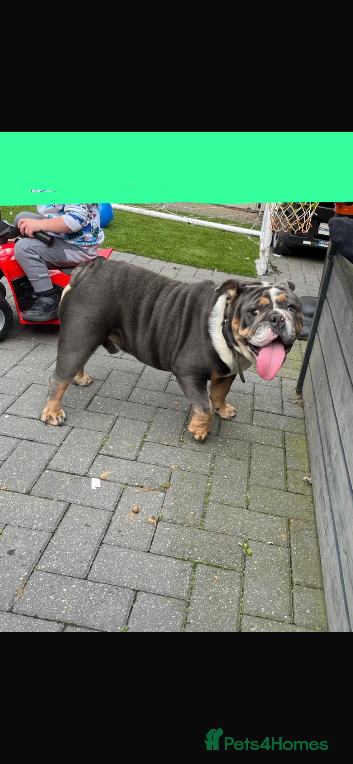 English Bulldog dogs English bulldog for sale  - Advert 11