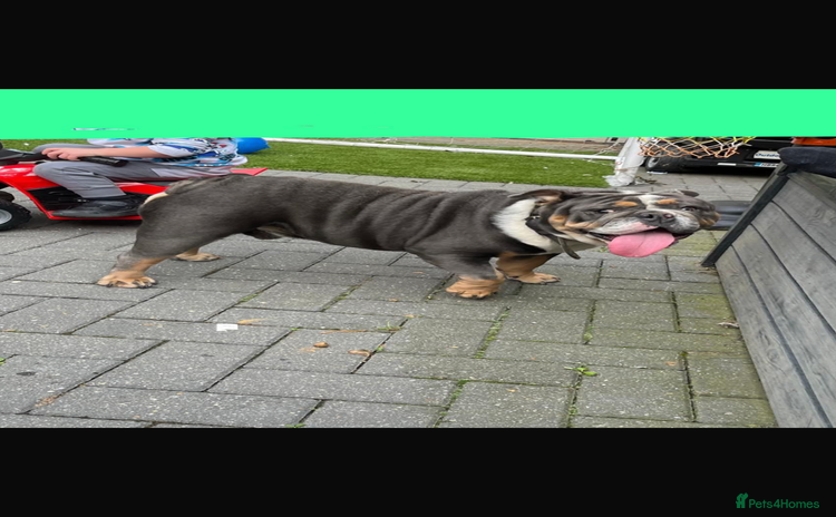 English Bulldog dogs - Advert 10