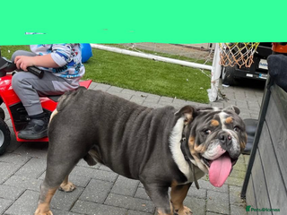 English Bulldog dogs - Advert 2