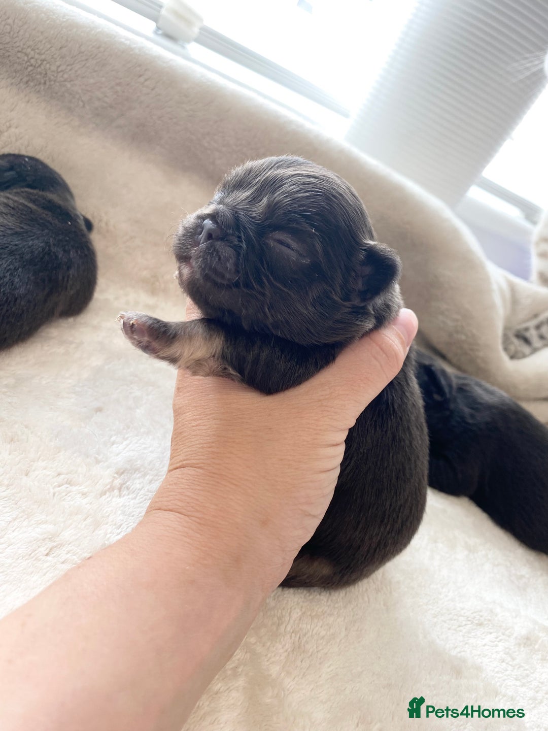 French Bulldog dogs for sale: Beautiful litter off French bulldog puppies  - Image 18