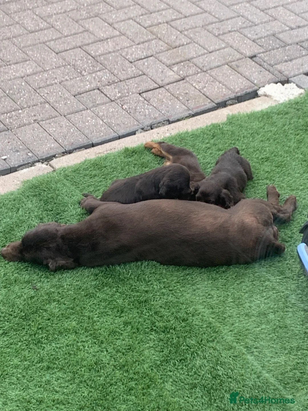 Cocker Spaniel dogs for sale: KC Working cocker spaniels  - Advert 2