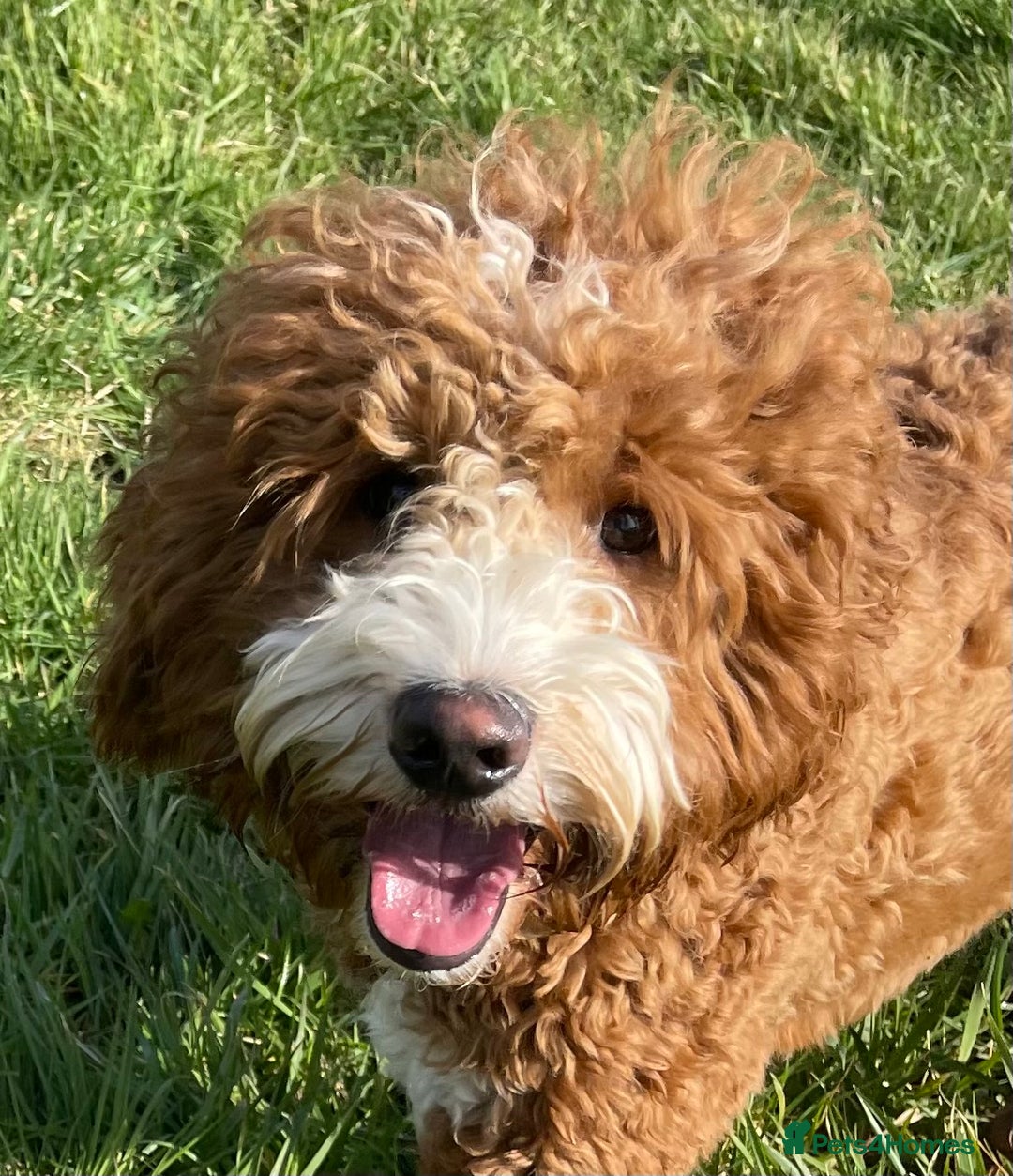 Double Doodle dogs for stud: Stunning Australian Double Doodle For Stud  - Image 3