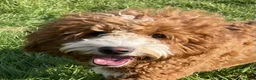 Double Doodle dogs for stud: Stunning Australian Double Doodle For Stud  - Advert 3