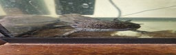 Axolotl reptiles for sale: Axolotl for rehoming including tank - Advert 2