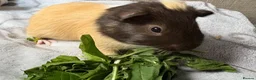 Guinea Pig rodents for sale: Sweet Baby Guinea Pigs for sale  - Advert 8