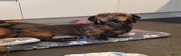 Miniature Dachshund dogs for sale: Miniature Dachshund puppies in Elgin - Advert 7