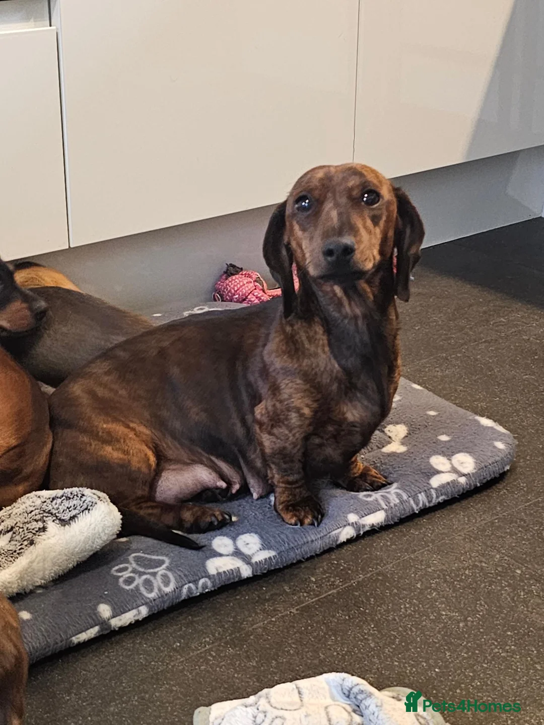 Miniature Dachshund dogs for sale: Miniature Dachshund puppies in Elgin - Advert 7