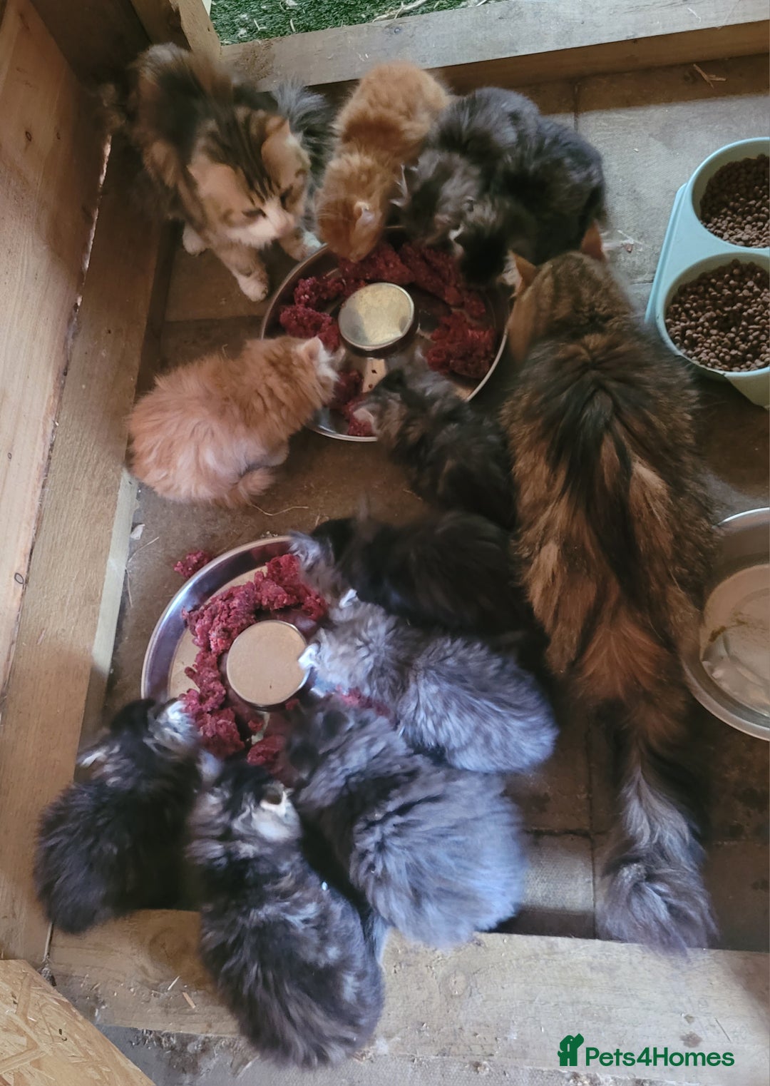 Siberian cats for sale: Hypoallergenic Traditional Siberian kittens  - Image 12