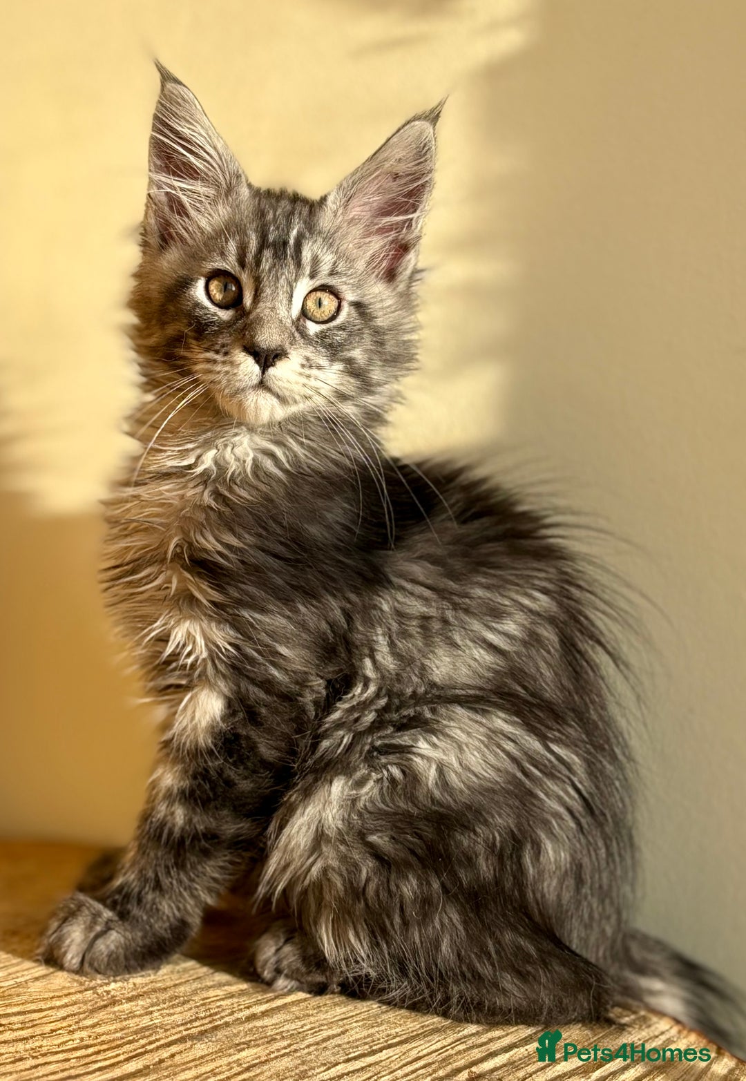 Maine Coon cats for sale: Beautiful Maine coon kittens - Advert 26