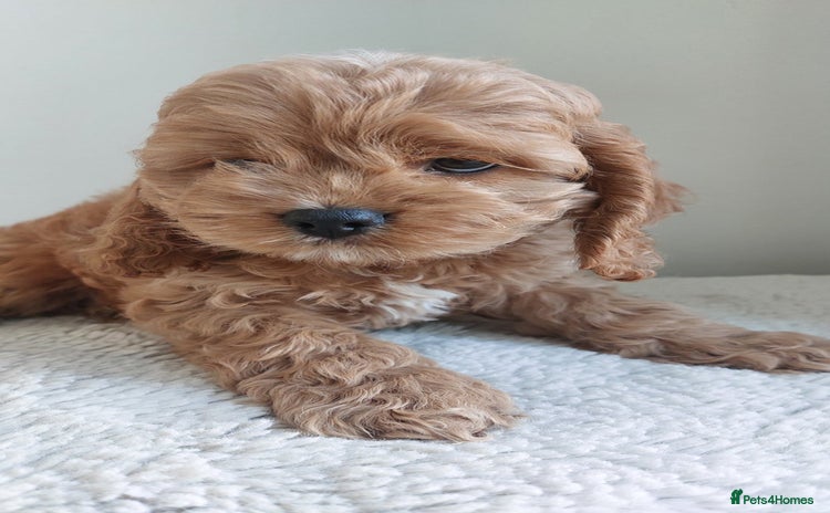 Cockapoo dogs Toy Yankee doodle boy puppy only American cockapoo - Advert 9