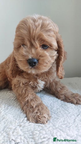 Cockapoo dogs Toy Yankee doodle boy puppy only American cockapoo - Advert 9