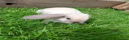 Mini Lop rabbits for sale: Friendly Baby Minilops - Advert 5