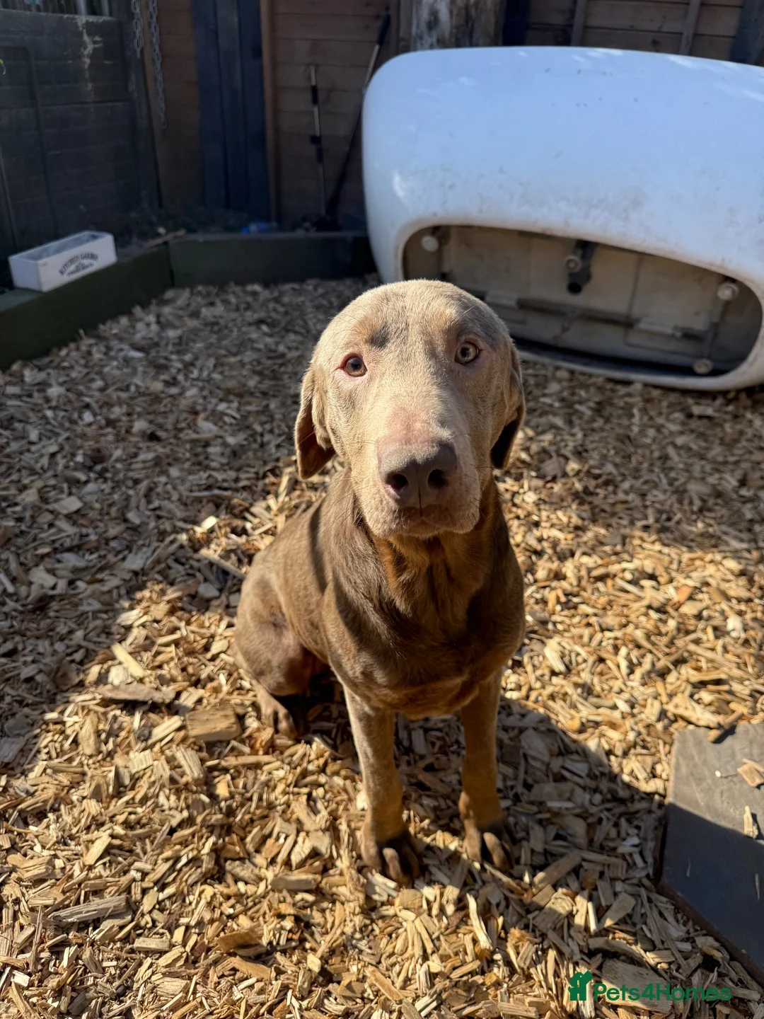 Labrador Retriever dogs for sale: Beautiful 2 Year Old Silver Labrador - Advert 2