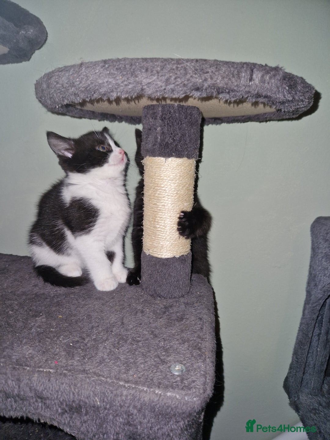 Mixed Breed cats for sale: Kittens - Image 8