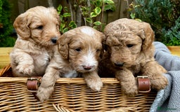 Double Doodle dogs for sale: Beautiful Double Doodle Puppies - Image 1