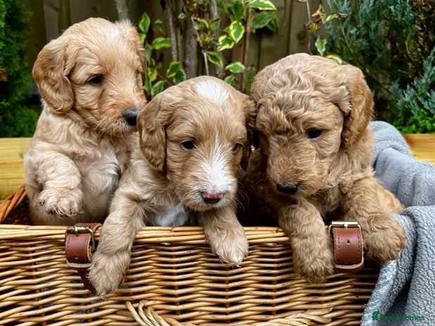 Double Doodle dogs - Advert 1