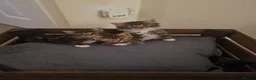 British Longhair cats for sale: 4 kittens for sale  in Wolverhampton - Advert 2