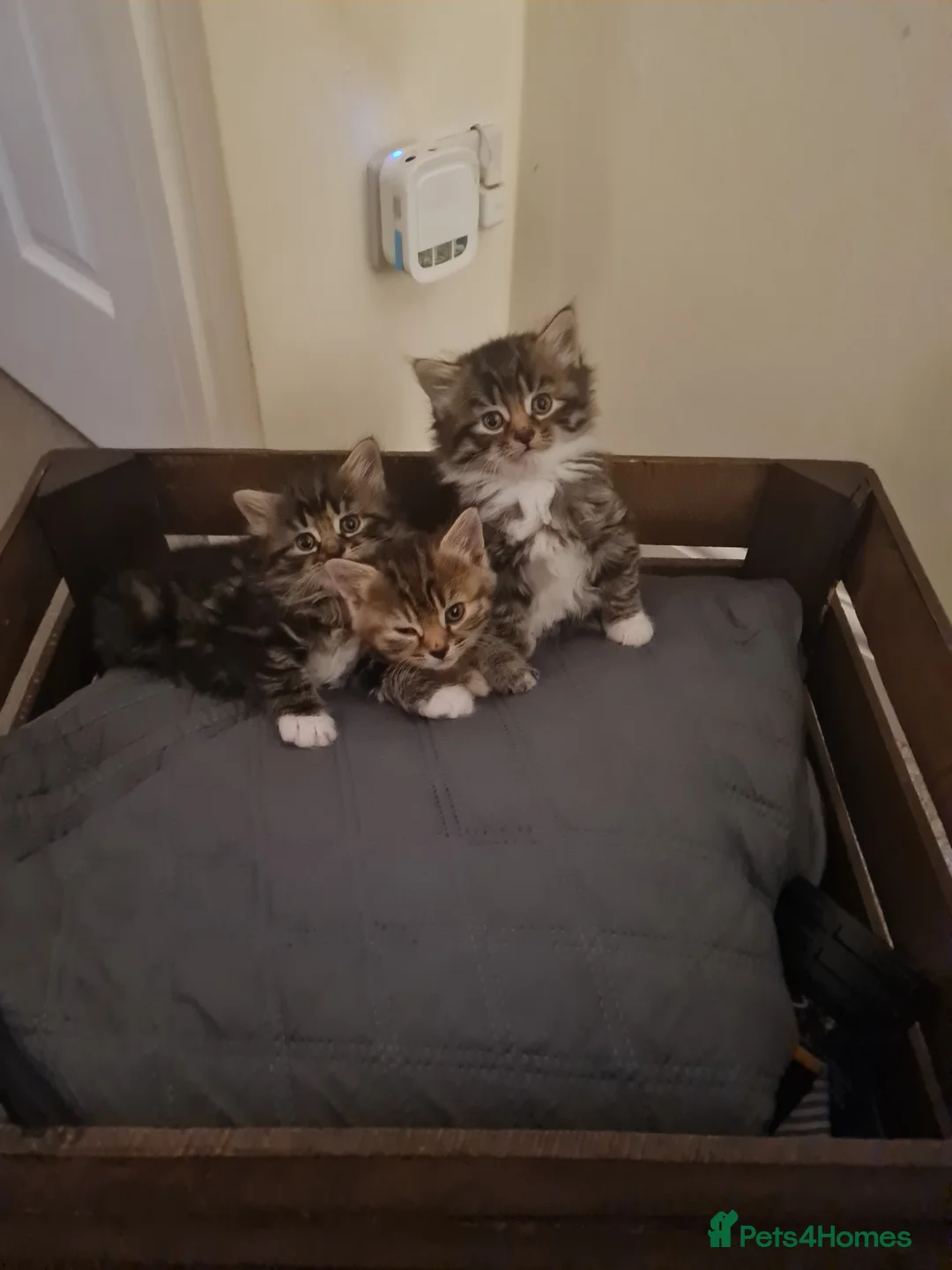 British Longhair cats for sale: 4 kittens for sale  in Wolverhampton - Advert 2