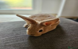 Mixed Breed rabbits for sale: Baby Bunnies Looking For New Homes - Image 6