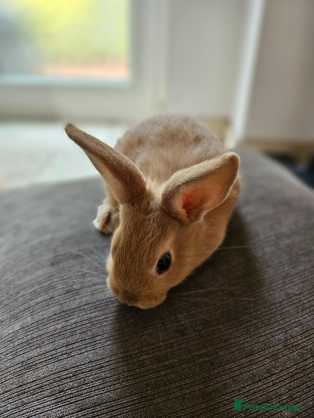 Mixed Breed rabbits for sale: Baby Bunnies Looking For New Homes - Image 6