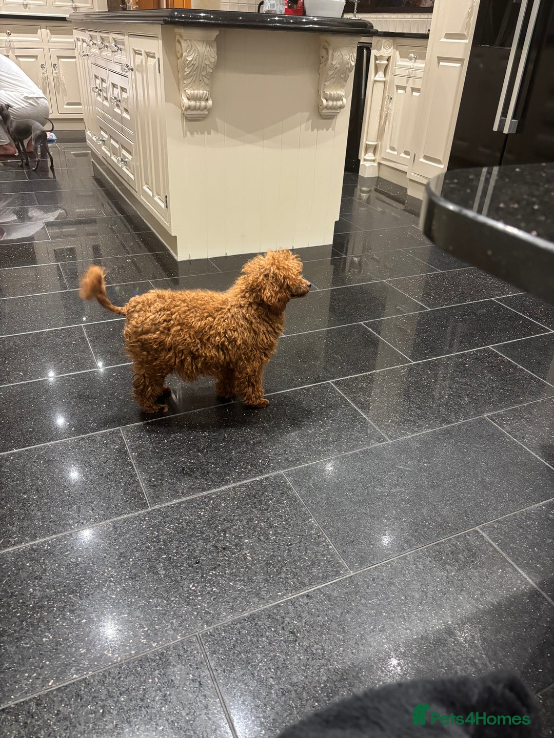 Toy Poodle dogs for sale: Outstanding toy/asain Poodles.  - Advert 4