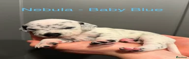 Dalmatian Black Girl - Nebula