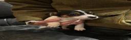 Jack Russell dogs for sale: Short legged Jack Russel puppies.  - Advert 3