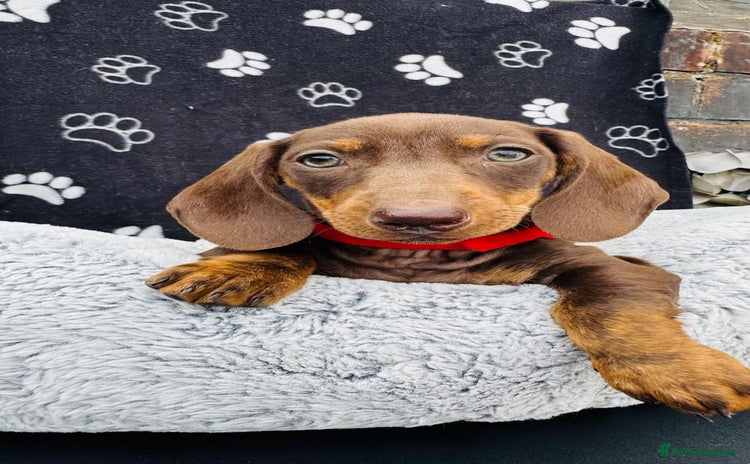 Miniature Dachshund dogs - Advert 1