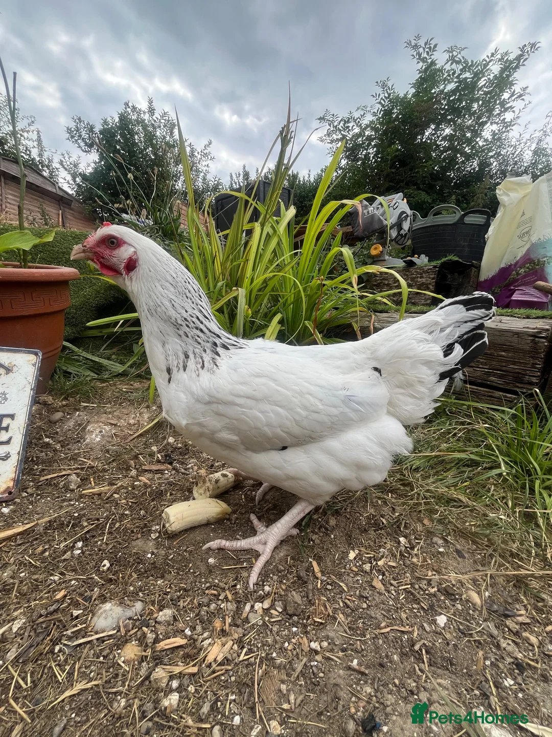 Chickens poultry for sale: Chickens - Laying Hens - POL Chicken  - Advert 6