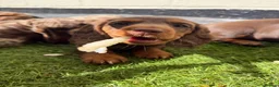 Miniature Dachshund dogs for sale: ONLY 2 LEFT!! KC Miniature Dachshund Puppies - Advert 24