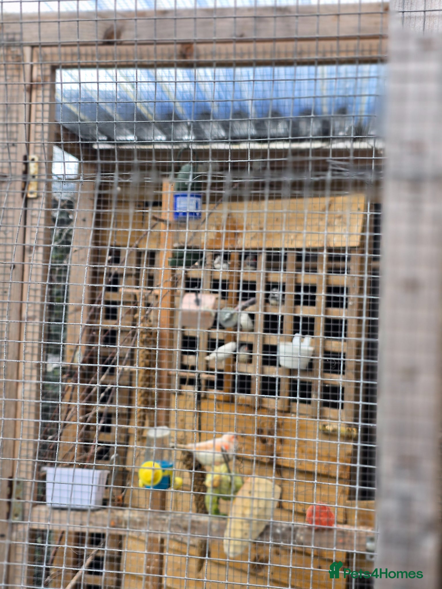 Finches birds for sale: Zebra Finches  in Bridgend - Advert 5