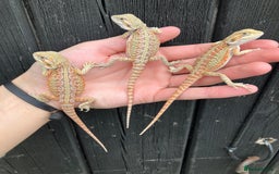 Bearded Dragon reptiles for sale: Various Bearded Dragon Morphs in Downham Market - Image 12