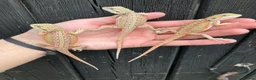 Bearded Dragon reptiles for sale: Various Bearded Dragon Morphs in Downham Market - Advert 12